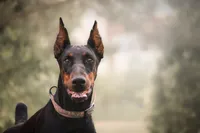 Vogue , a female Doberman Pinscher for sale in Dallas, TX – 4 of 5