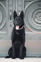 Justice , a female German Shepherd Dog for sale in Dallas, TX – 2 of 10