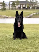 Justice , a female German Shepherd Dog for sale in Dallas, TX – 9 of 10