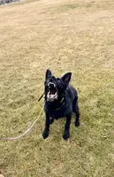 Justice , a female German Shepherd Dog for sale in Idaho Falls, ID – 5 of 10