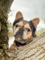 Gigi , a female French Bulldog for sale in Idaho Falls, ID – 5 of 10