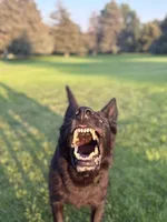 Justice , a female German Shepherd Dog for sale in Dallas, TX – 6 of 10