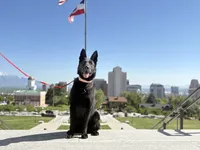 Justice , a female German Shepherd Dog for sale in Dallas, TX – 8 of 10