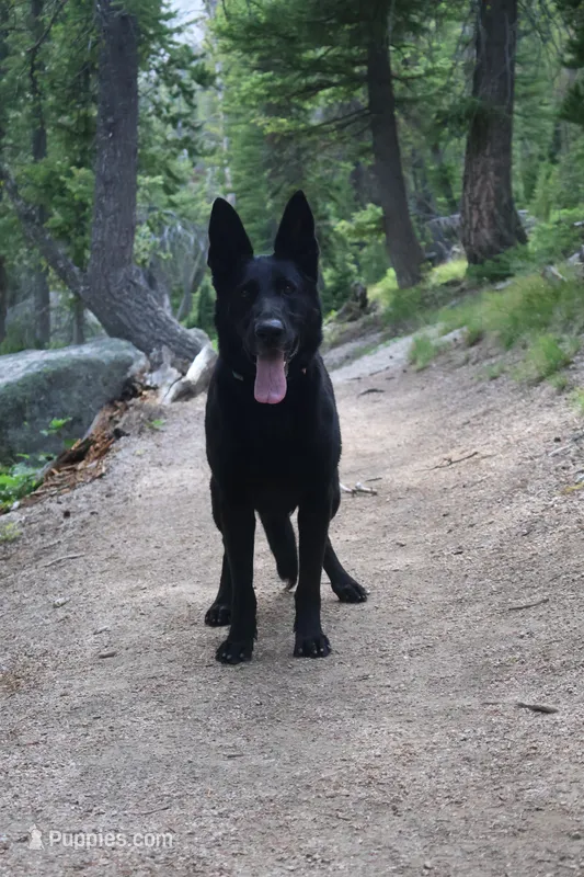 Justice  – German Shepherd Dog puppy for sale in Dallas, TX