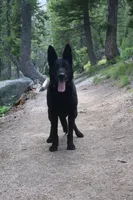 Justice , a female German Shepherd Dog for sale in Dallas, TX – 1 of 10