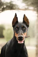 Vogue , a female Doberman Pinscher for sale in Dallas, TX – 5 of 5