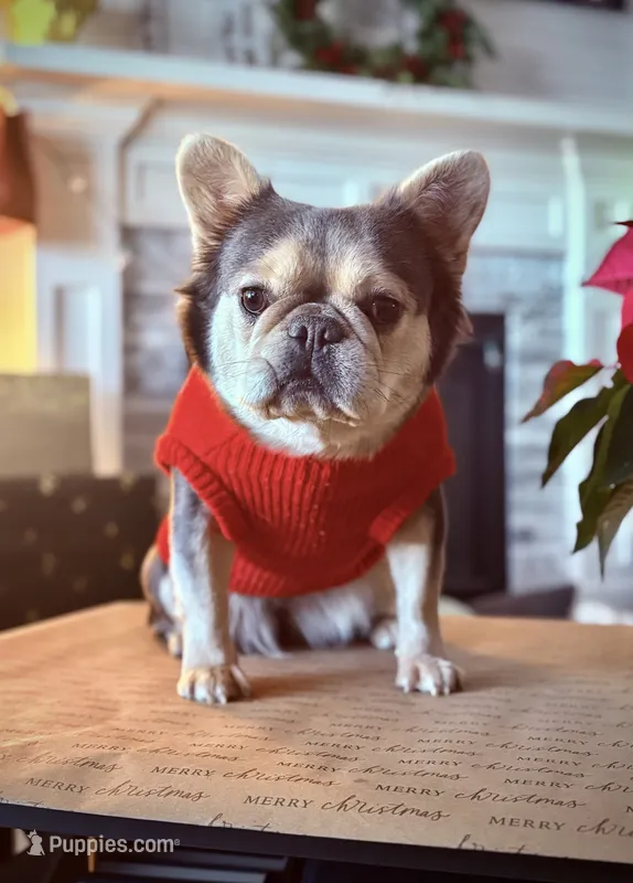 Gigi  – French Bulldog puppy for sale in Idaho Falls, ID