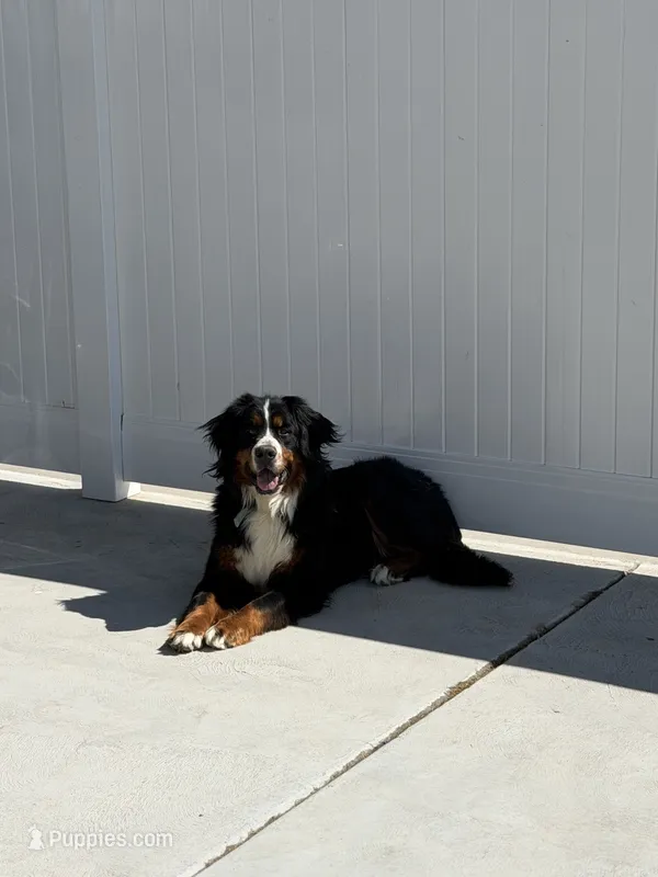 Hazel  – Bernese Mountain Dog puppy for sale in Idaho Falls, ID