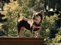 Gigi , a female French Bulldog for sale in Idaho Falls, ID – 10 of 10