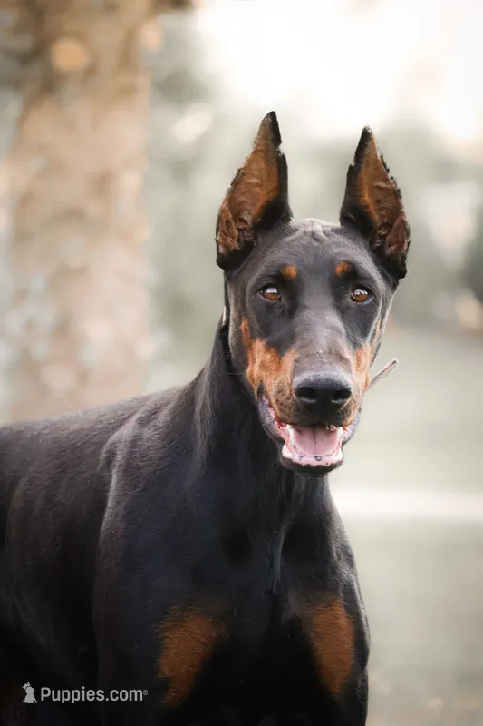 Vogue  – Doberman Pinscher puppy for sale in Dallas, TX
