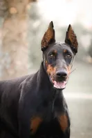 Vogue , a female Doberman Pinscher for sale in Dallas, TX – 1 of 5