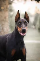Vogue , a female Doberman Pinscher for sale in Dallas, TX – 2 of 5