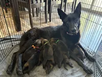 Justice , a female German Shepherd Dog for sale in Idaho Falls, ID – 10 of 10