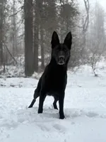 Justice , a female German Shepherd Dog for sale in Idaho Falls, ID – 4 of 10