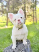 iCloud , a female French Bulldog for sale in Idaho Falls, ID – 3 of 10