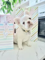 iCloud , a female French Bulldog for sale in Idaho Falls, ID – 7 of 10