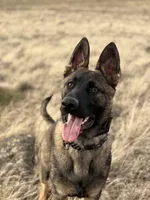 AKC IMPORTED IGP3 German Shepherd Puppy , a male German Shepherd Dog for sale in Idaho Falls, ID – Photo 1 of 4