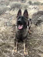 AKC IMPORTED IGP3 German Shepherd Puppy , a male German Shepherd Dog for sale in Idaho Falls, ID – Photo 2 of 4