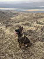 AKC IMPORTED IGP3 German Shepherd Puppy , a male German Shepherd Dog for sale in Idaho Falls, ID – Photo 3 of 4
