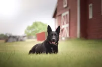 Justice , a female German Shepherd Dog for sale in Dallas, TX – 7 of 10