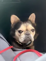 Gigi , a female French Bulldog for sale in Idaho Falls, ID – 8 of 10
