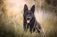 Justice , a female German Shepherd Dog for sale in Idaho Falls, ID – 6 of 10