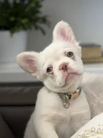 iCloud , a female French Bulldog for sale in Idaho Falls, ID – 2 of 10