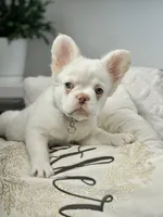 iCloud , a female French Bulldog for sale in Idaho Falls, ID – 5 of 10