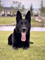 Justice , a female German Shepherd Dog for sale in Idaho Falls, ID – 3 of 10