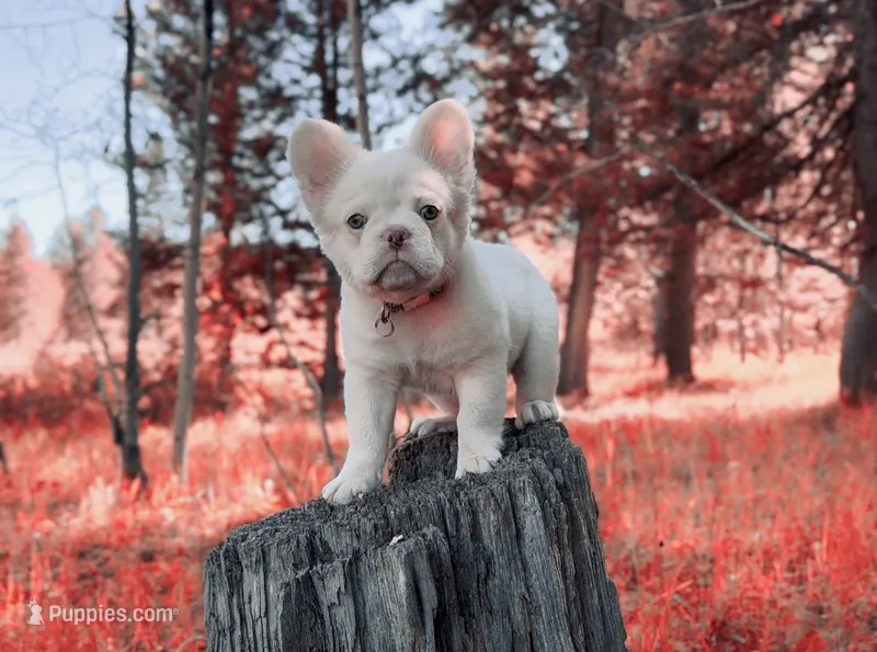 iCloud  – French Bulldog puppy for sale in Idaho Falls, ID