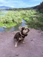 Gigi , a female French Bulldog for sale in Idaho Falls, ID – 9 of 10