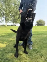 Justice , a female German Shepherd Dog for sale in Dallas, TX – 3 of 10