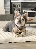Gigi , a female French Bulldog for sale in Idaho Falls, ID – 3 of 10