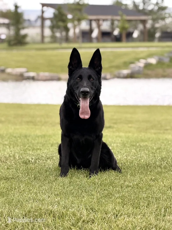 Justice  – German Shepherd Dog puppy for sale in Idaho Falls, ID