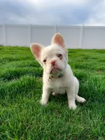 iCloud , a female French Bulldog for sale in Idaho Falls, ID – 8 of 10