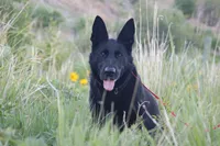 Justice , a female German Shepherd Dog for sale in Dallas, TX – 4 of 10