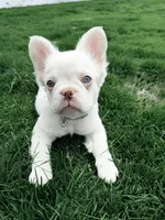 iCloud , a female French Bulldog for sale in Idaho Falls, ID – 9 of 10