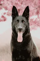 Justice , a female German Shepherd Dog for sale in Idaho Falls, ID – 2 of 10
