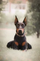 Vogue , a female Doberman Pinscher for sale in Dallas, TX – 3 of 5