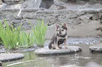 Gigi , a female French Bulldog for sale in Idaho Falls, ID – 2 of 10