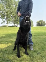 Justice , a female German Shepherd Dog for sale in Dallas, TX – 10 of 10