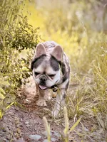 Gigi , a female French Bulldog for sale in Idaho Falls, ID – 7 of 10