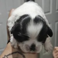 CowPoke, a female Shih Tzu for sale in Chicago, IL – 1 of 1