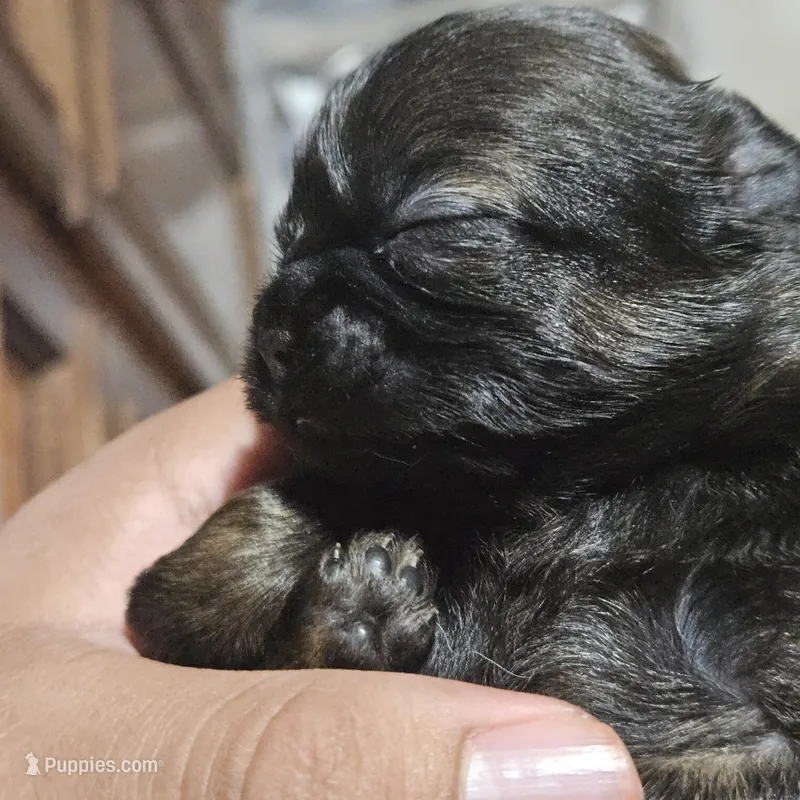 Minnie – Shih Tzu puppy for sale in Chicago, IL