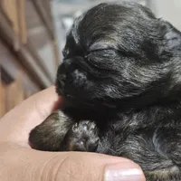 Minnie, a female Shih Tzu for sale in Chicago, IL – 1 of 1