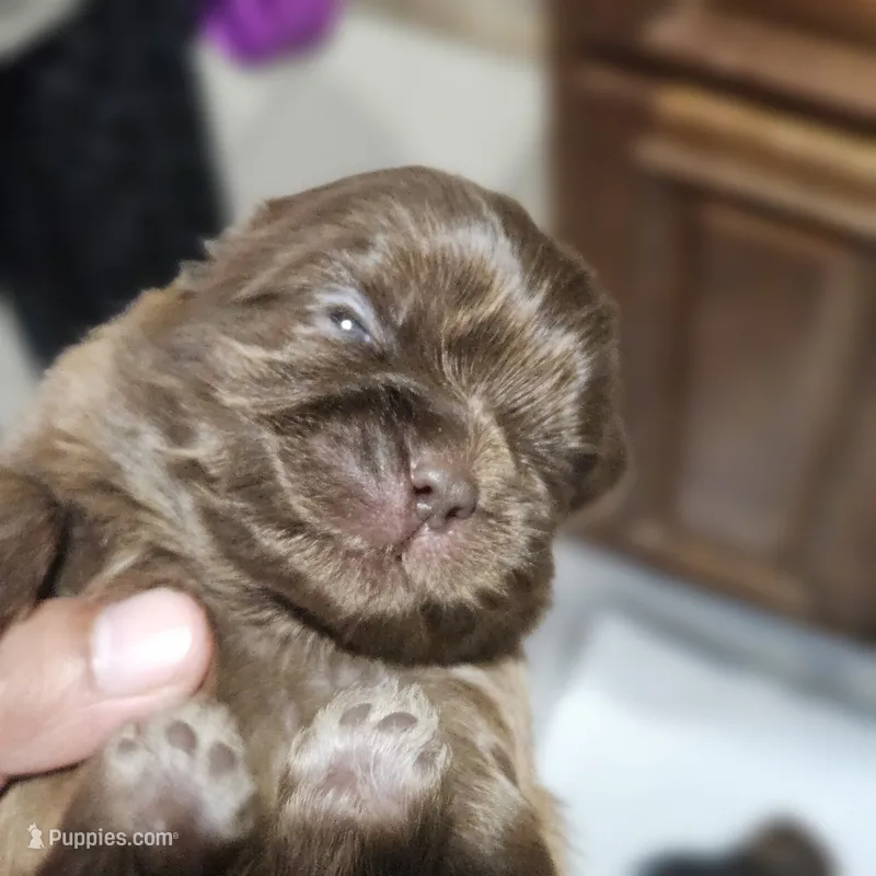 Nugget – Shih Tzu puppy for sale in Chicago, IL