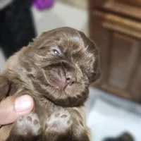 Nugget, a male Shih Tzu for sale in Chicago, IL – 1 of 1