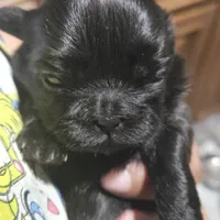 Brittany, a female Shih Tzu for sale in Chicago, IL – 2 of 2