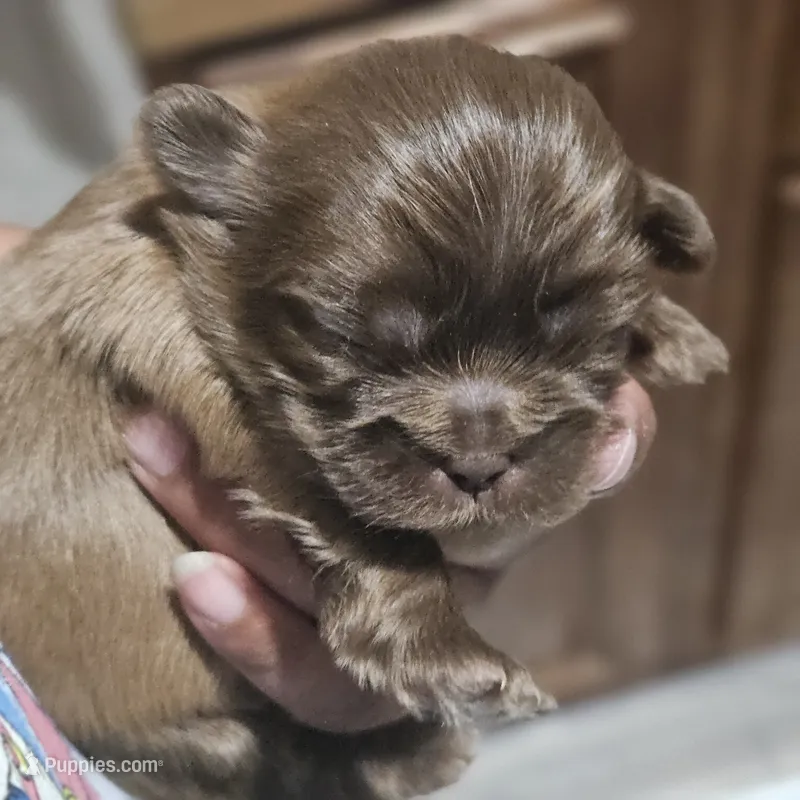 Porkers – Shih Tzu puppy for sale in Chicago, IL
