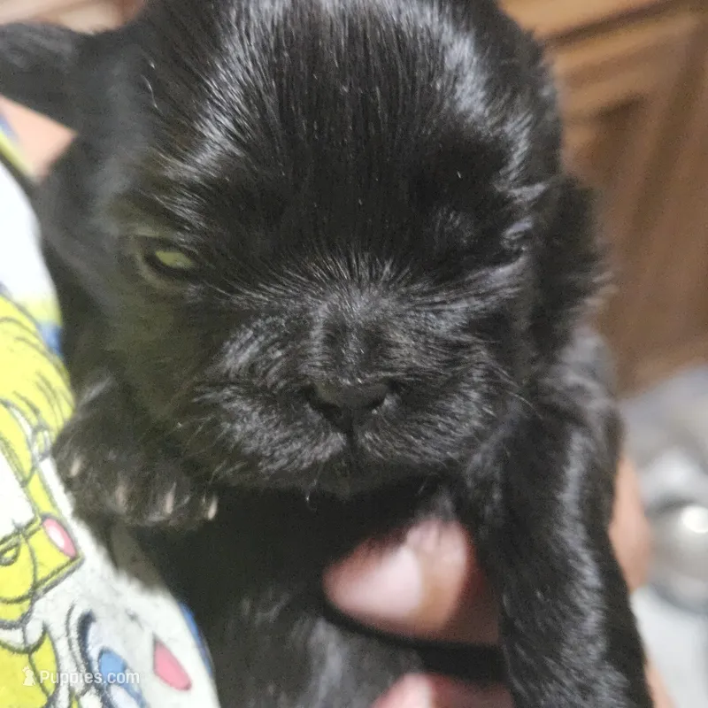 Brittany – Shih Tzu puppy for sale in Chicago, IL